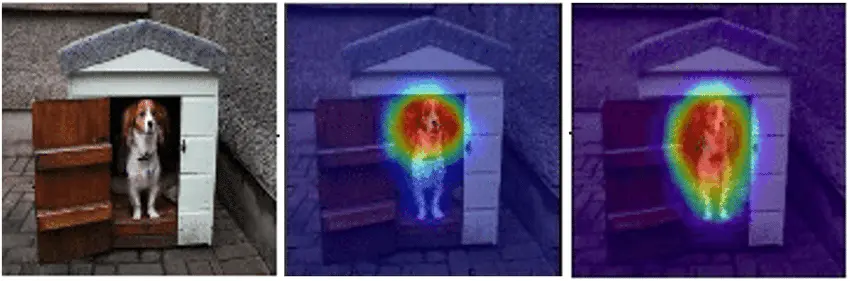 Visualization of an Attention Map on a dog image
