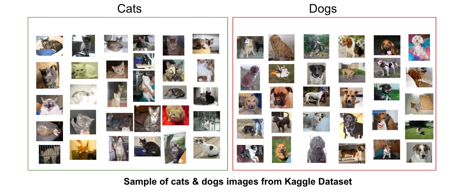 Dataset containing images of dogs and cats for AI training